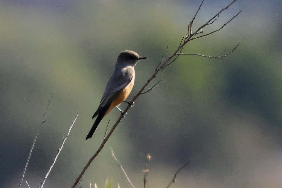 Say's Phoebe - ML645525882