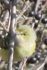 White-eyed Vireo - ML645525883