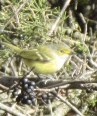 White-eyed Vireo - ML645525884