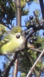 White-eyed Vireo - ML645525885