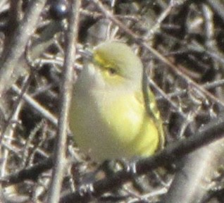 White-eyed Vireo - ML645525886