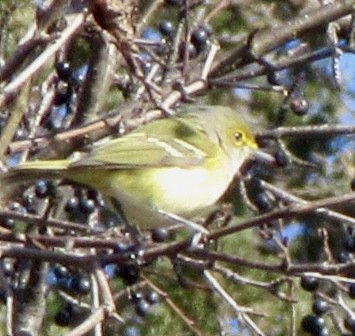 White-eyed Vireo - ML645525887
