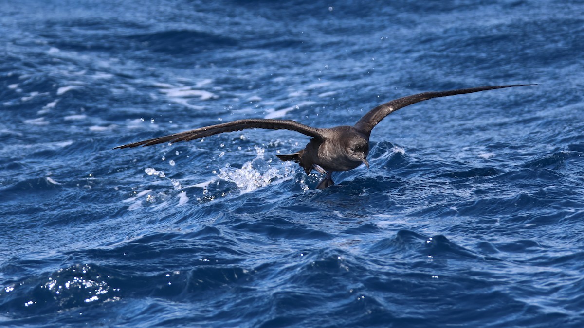 Gabai tasmaniarra - ML645525888