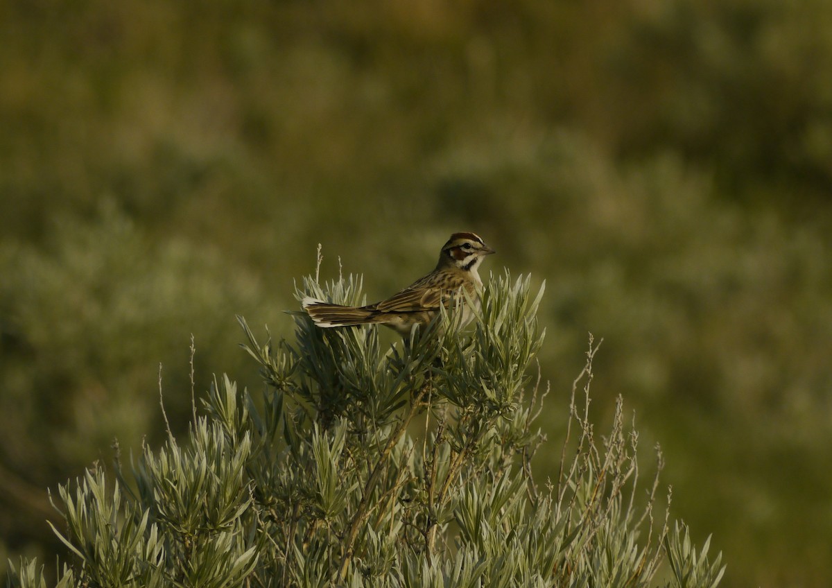 Lark Sparrow - ML645525893