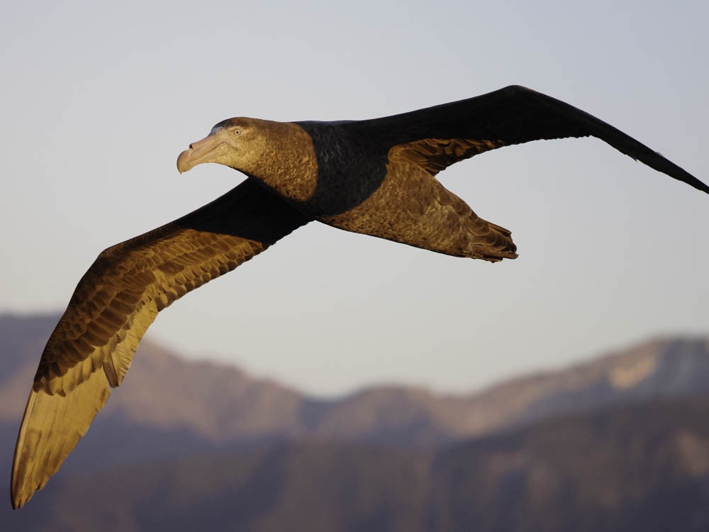 Gabai grisa - ML645525894