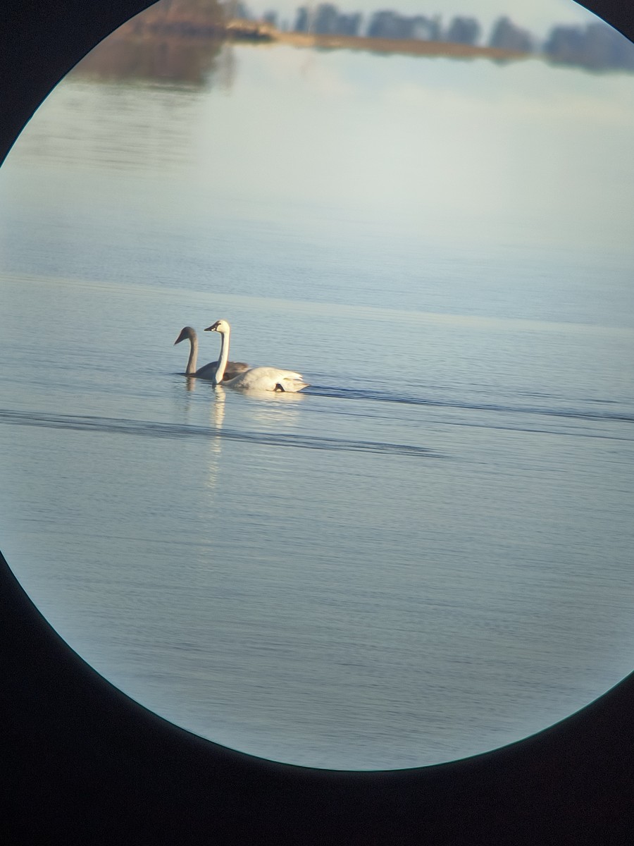 Beltxarga txistularia - ML645525896