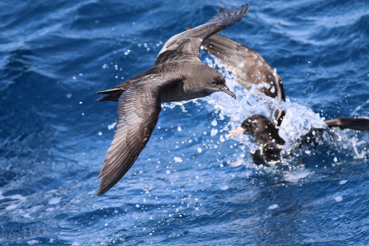 Gabai tasmaniarra - ML645525897