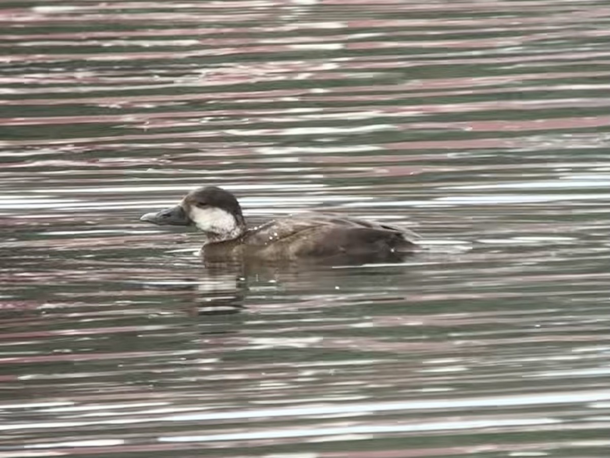 Ahatebeltz amerikarra - ML645525898