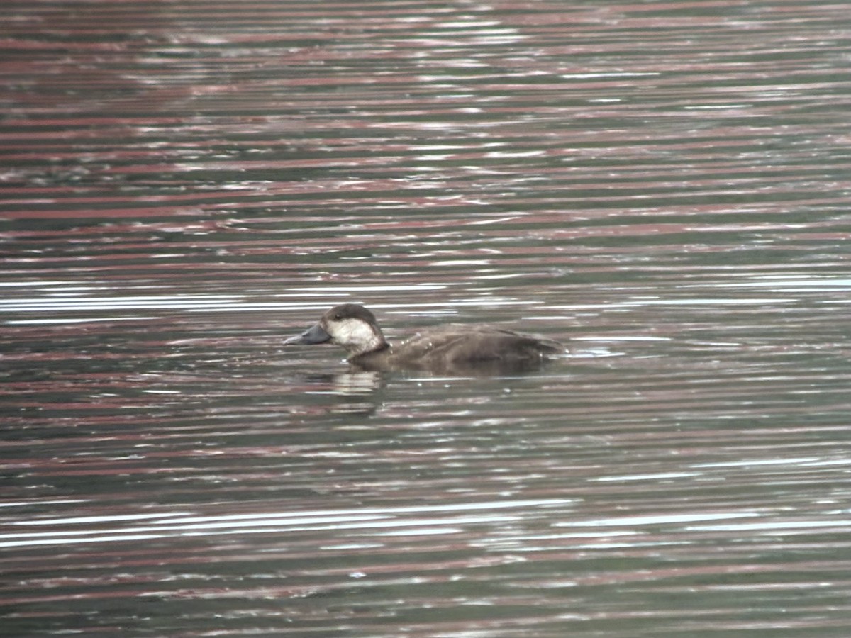 Ahatebeltz amerikarra - ML645525900