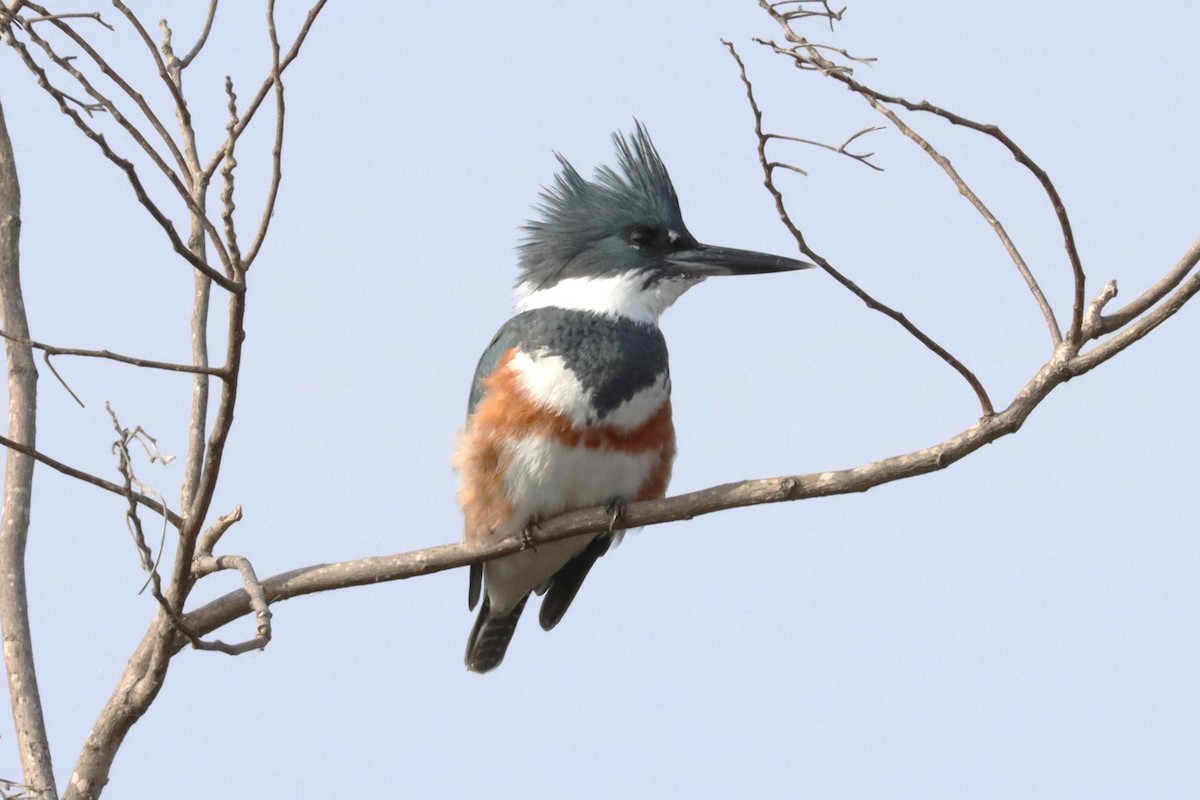 Martin handi iparramerikarra - ML645525902