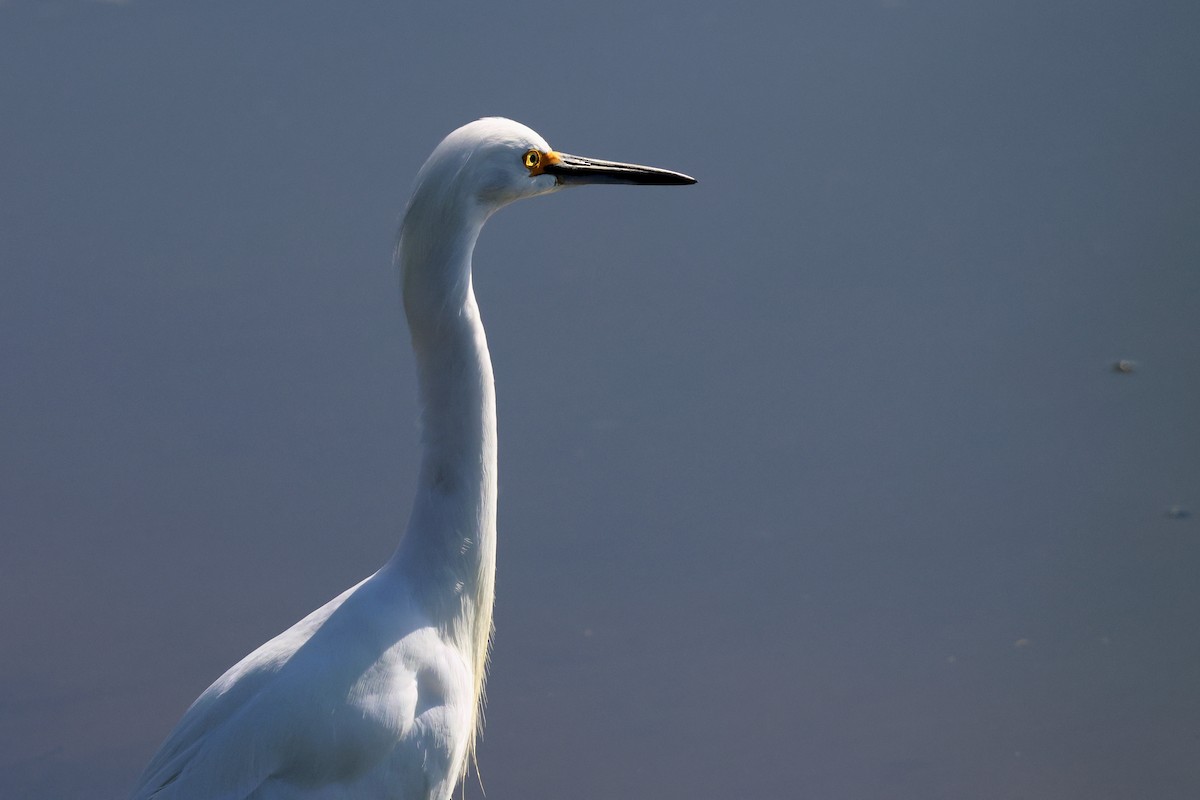 Snowy Egret - ML645525903