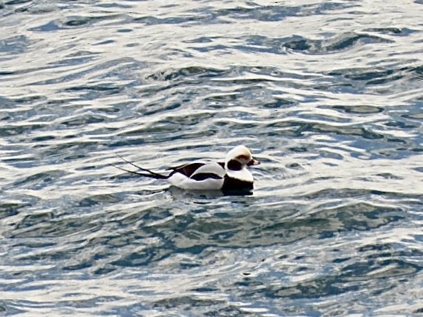 Izotz-ahatea - ML645525904