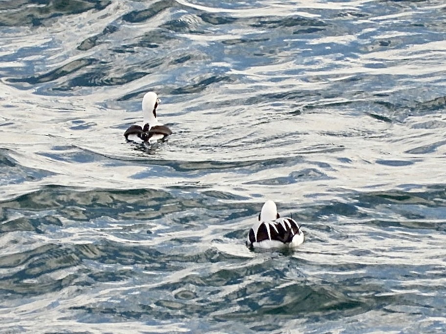 Izotz-ahatea - ML645525905