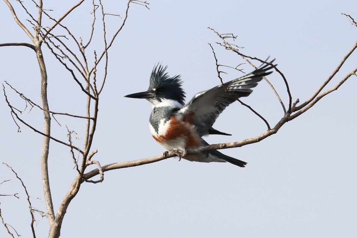 Martin handi iparramerikarra - ML645525908