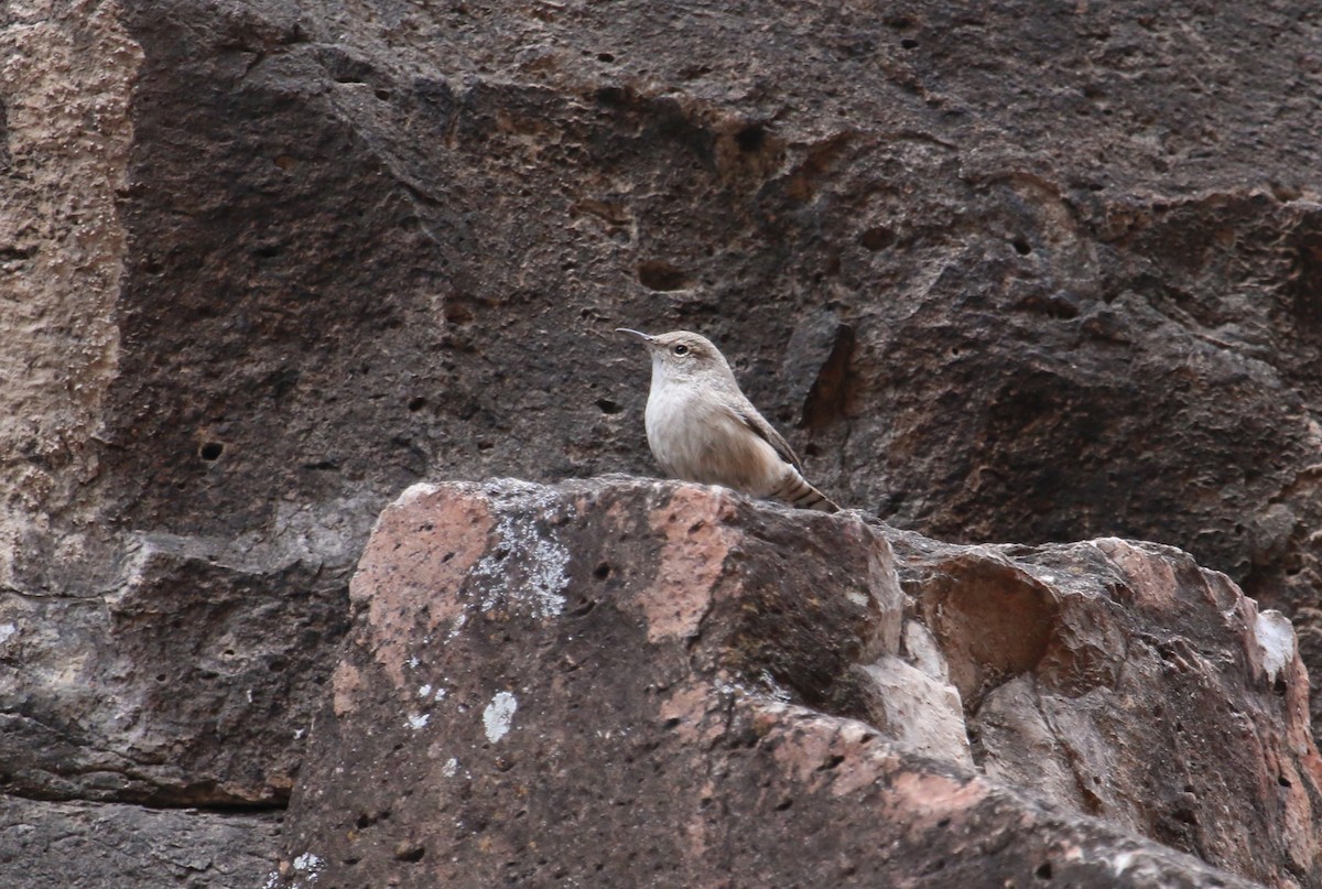 Rock Wren - ML645525912