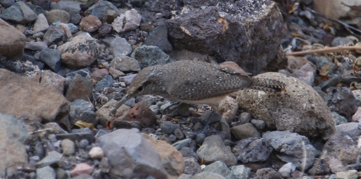 Rock Wren - ML645525913