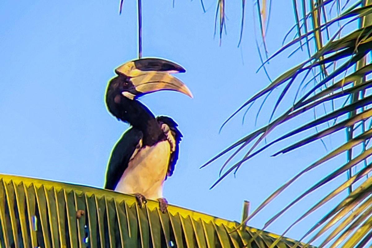 Malabar Pied-Hornbill - ML645525915