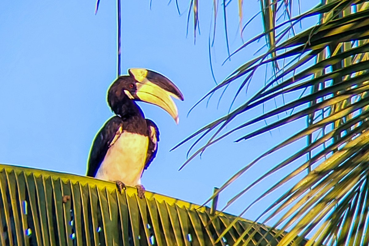 Malabar Pied-Hornbill - ML645525916