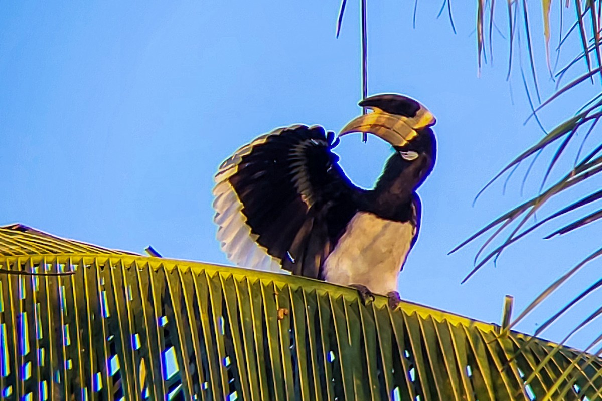 Malabar Pied-Hornbill - ML645525917