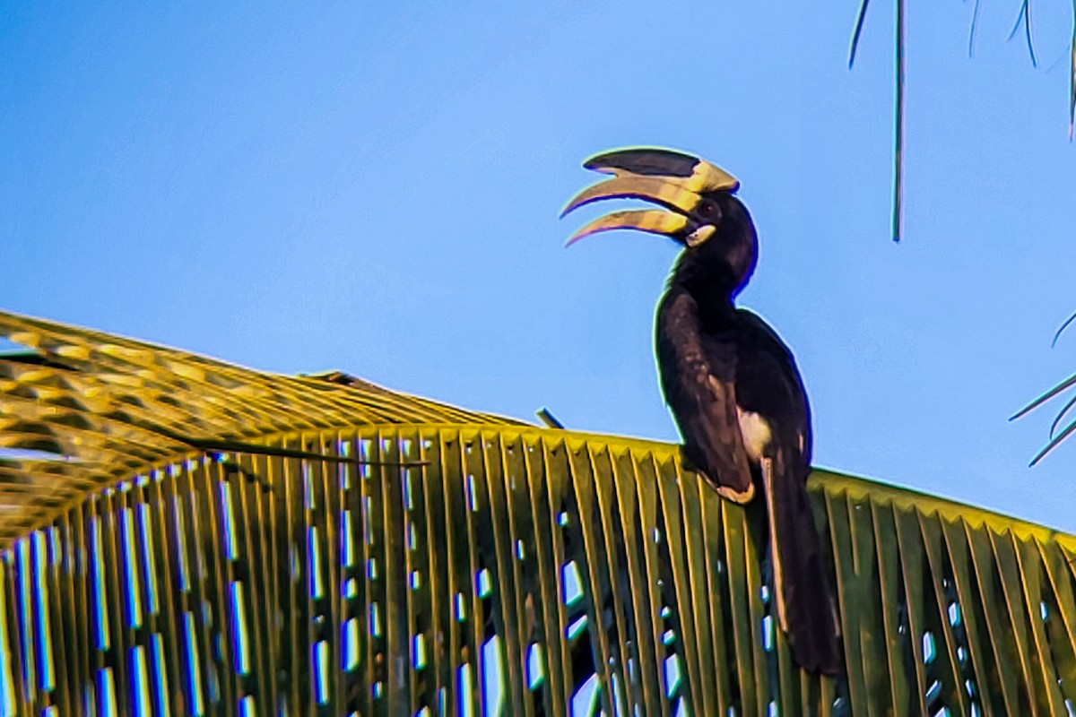 Malabar Pied-Hornbill - ML645525918