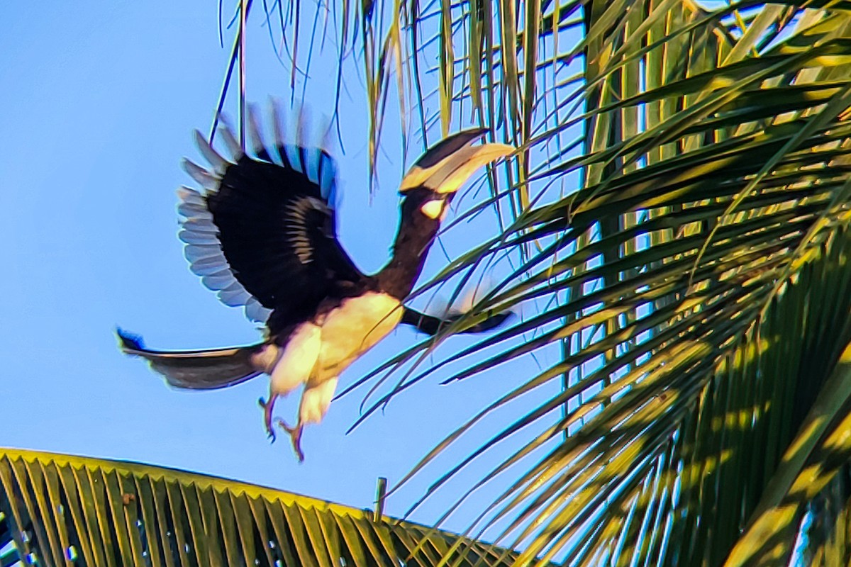 Malabar Pied-Hornbill - ML645525919