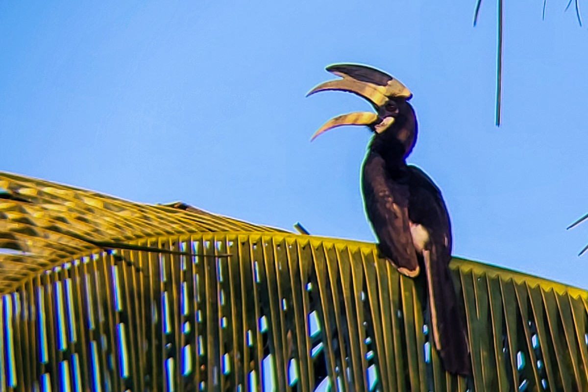 Malabar Pied-Hornbill - ML645525920