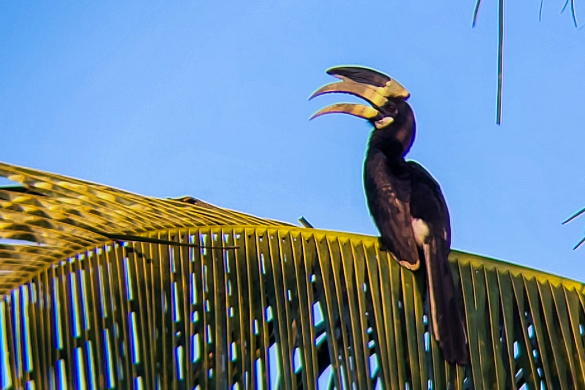 Malabar Pied-Hornbill - ML645525921