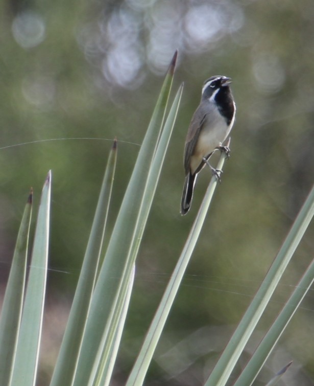 Black-throated Sparrow - ML645525933