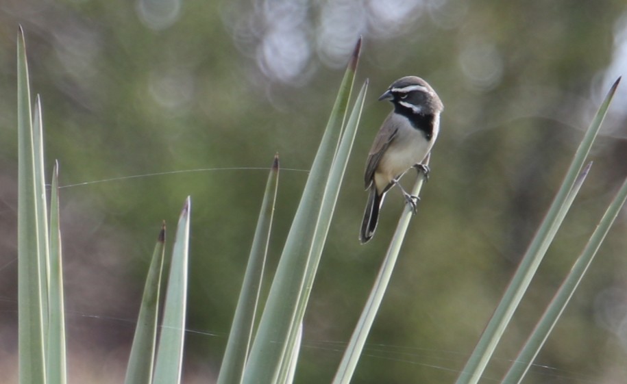 Black-throated Sparrow - ML645525934
