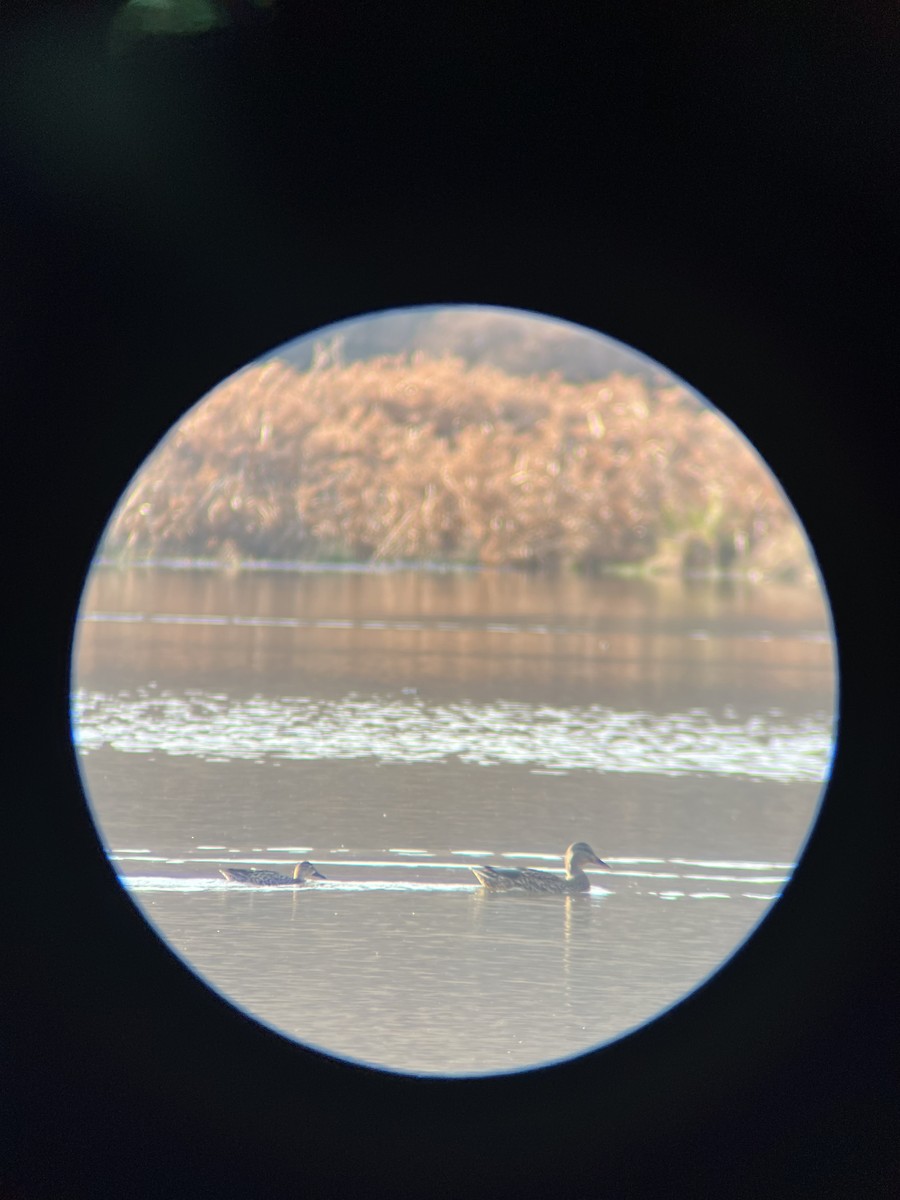 ミカヅキシマアジ - ML645525945