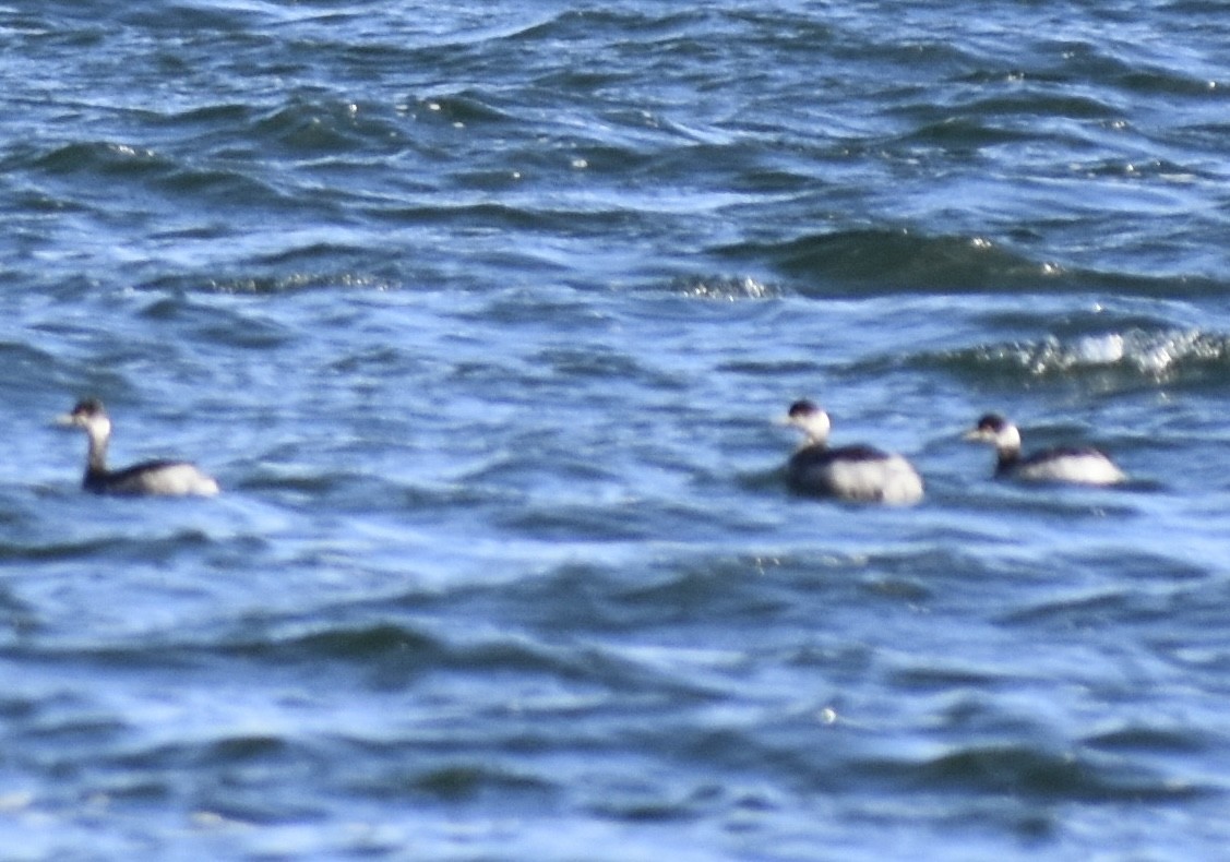 Eared Grebe - ML645525954