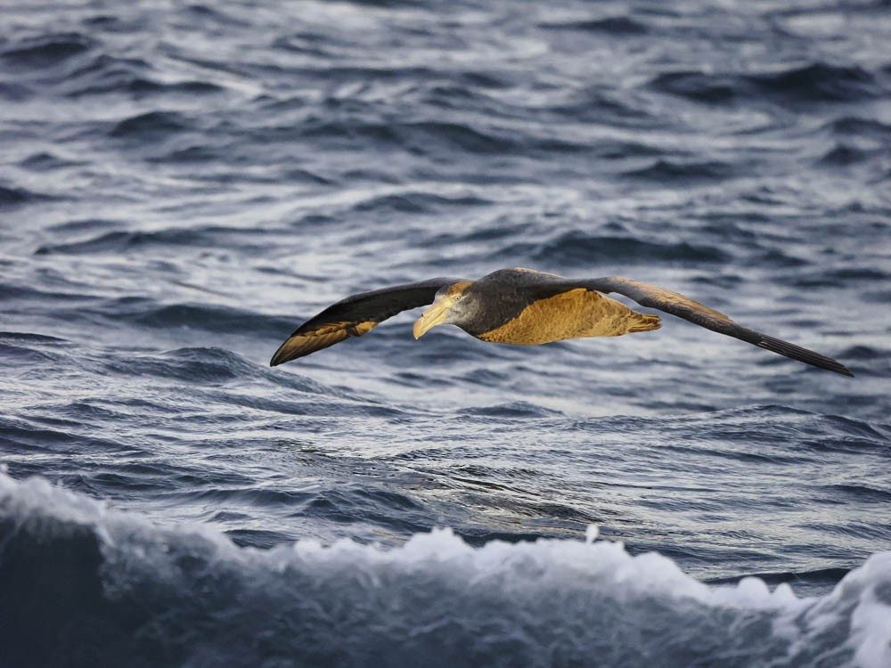 ミナミオナガミズナギドリ - ML645525956