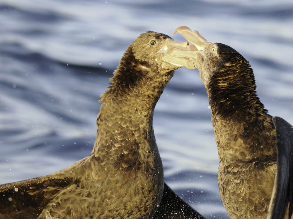 Northern Giant-Petrel - ML645525960