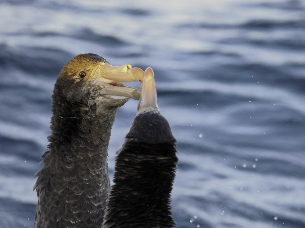 Northern Giant-Petrel - ML645525961