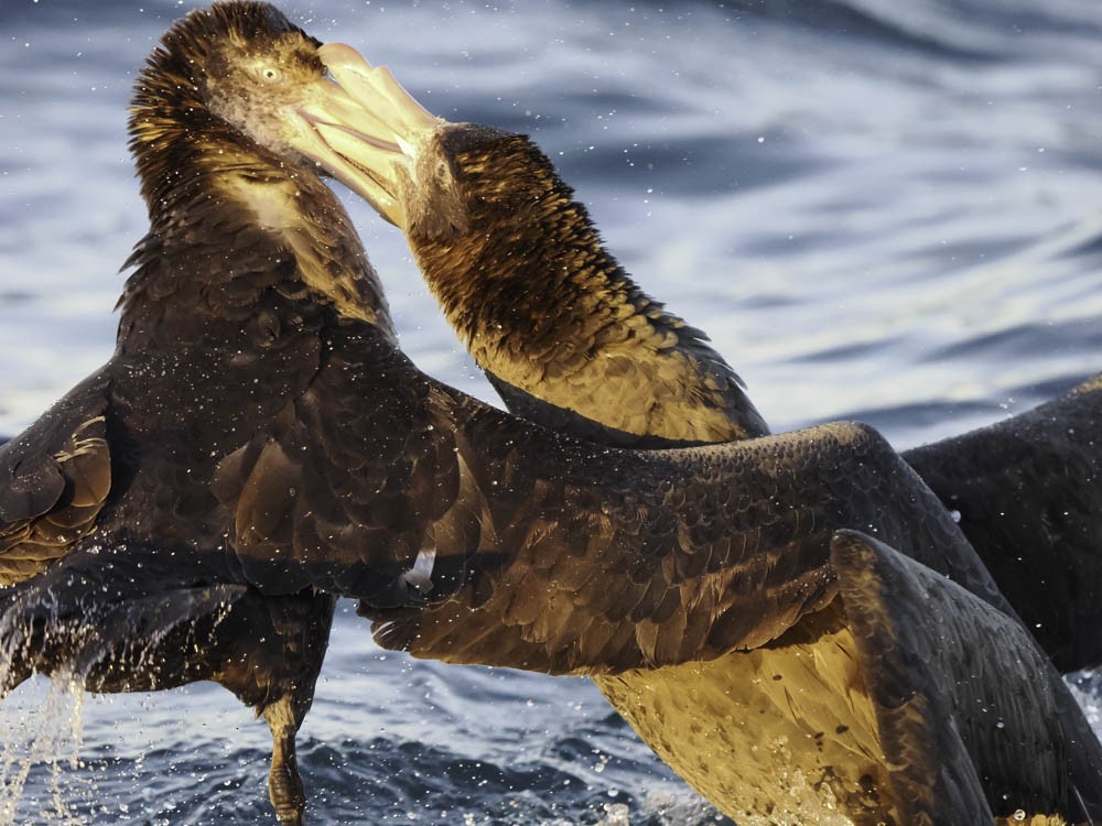 Northern Giant-Petrel - ML645525965