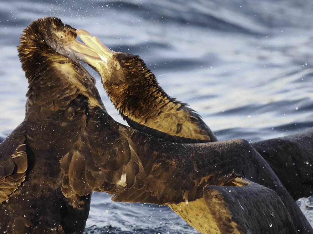 Northern Giant-Petrel - ML645525966