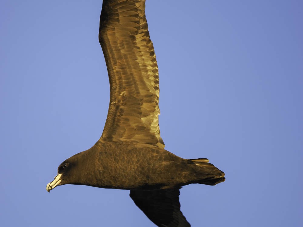 ミナミオナガミズナギドリ - ML645525971