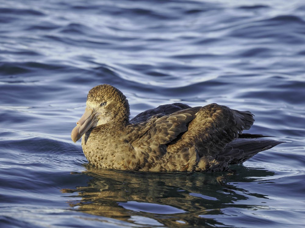 Northern Giant-Petrel - ML645525972
