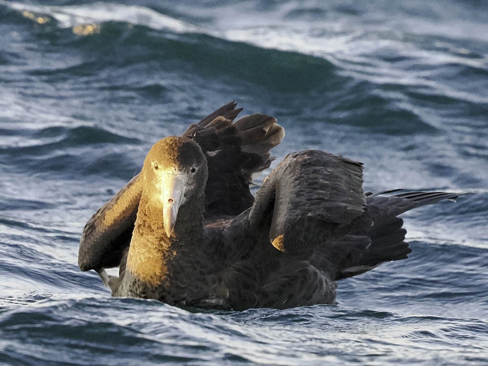 キタオオフルマカモメ - ML645525973