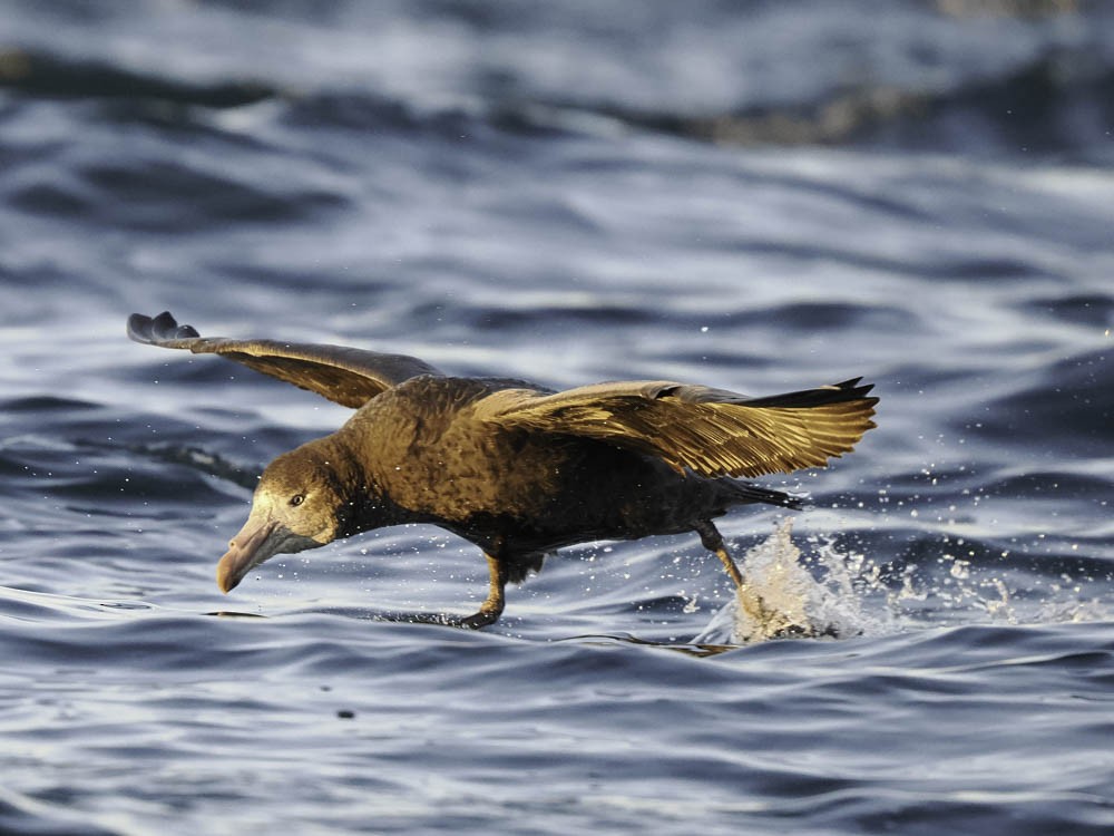 Northern Giant-Petrel - ML645525976