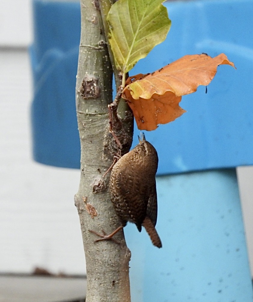 フユミソサザイ - ML645525983