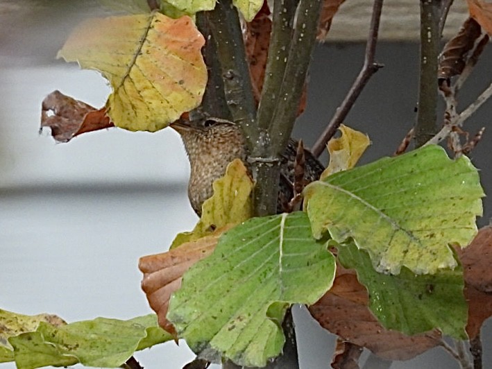 フユミソサザイ - ML645525984