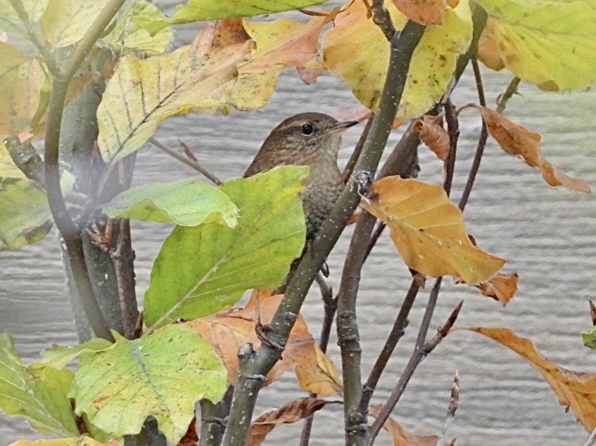 フユミソサザイ - ML645525985