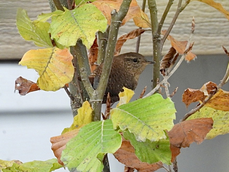 フユミソサザイ - ML645525986