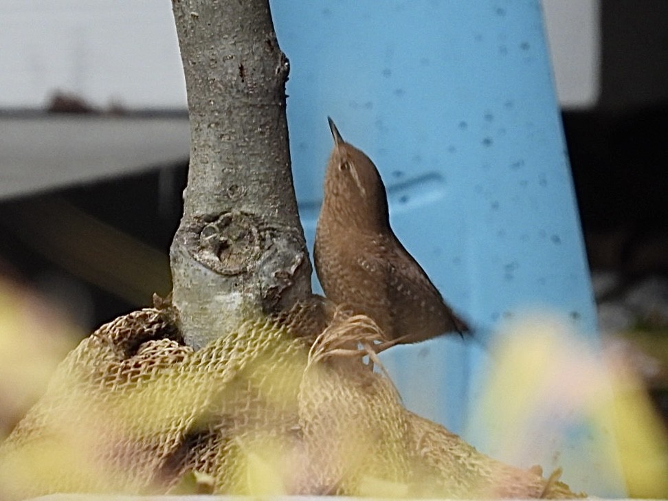 フユミソサザイ - ML645525987