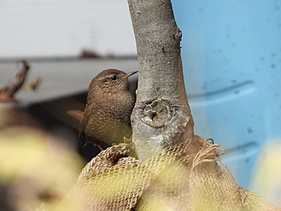 フユミソサザイ - ML645525988