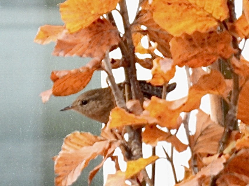 フユミソサザイ - ML645525989