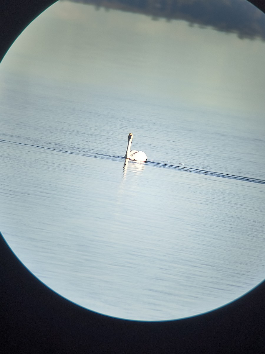 Cigno minore - ML645526009