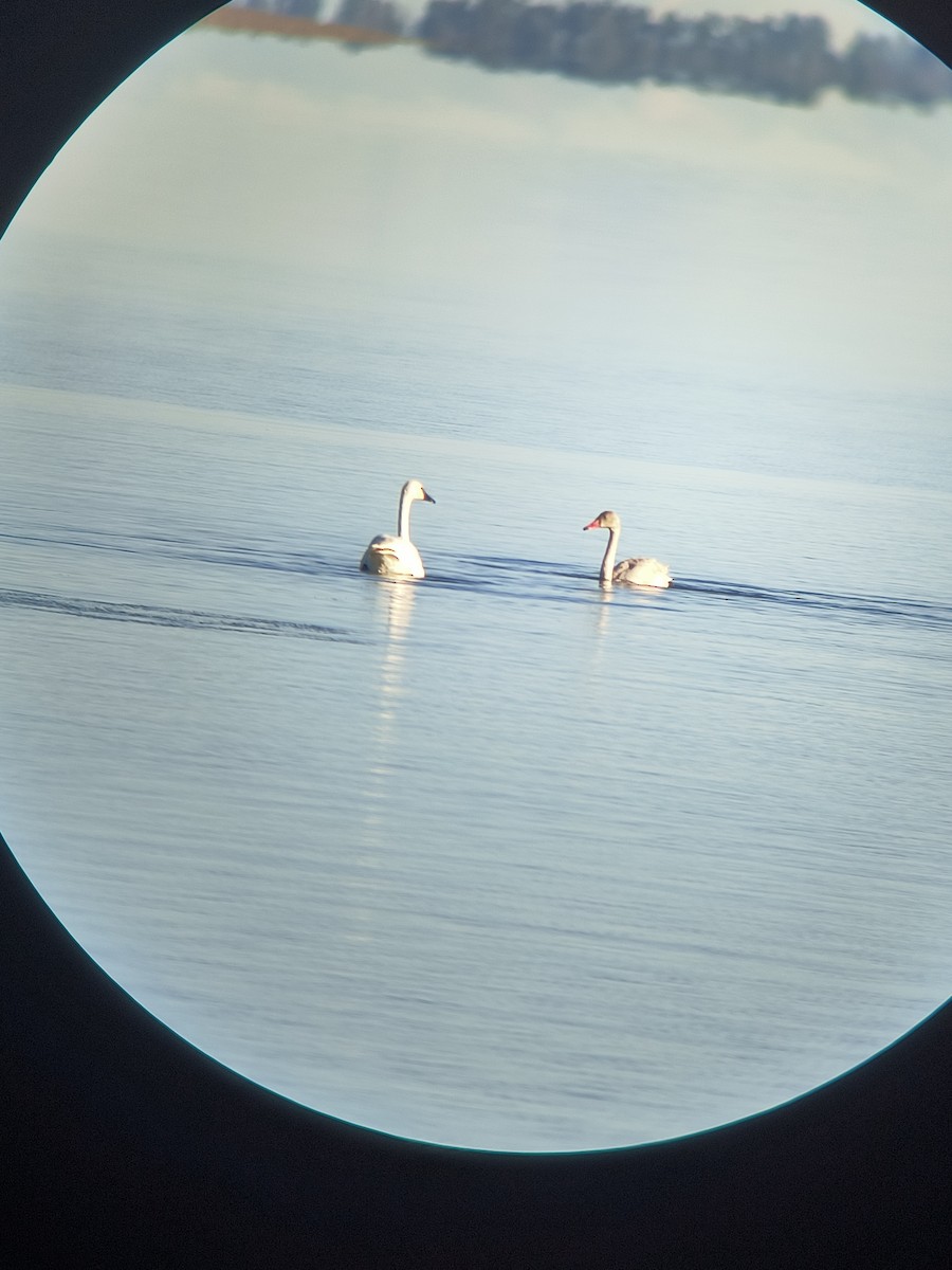 Cigno minore - ML645526017