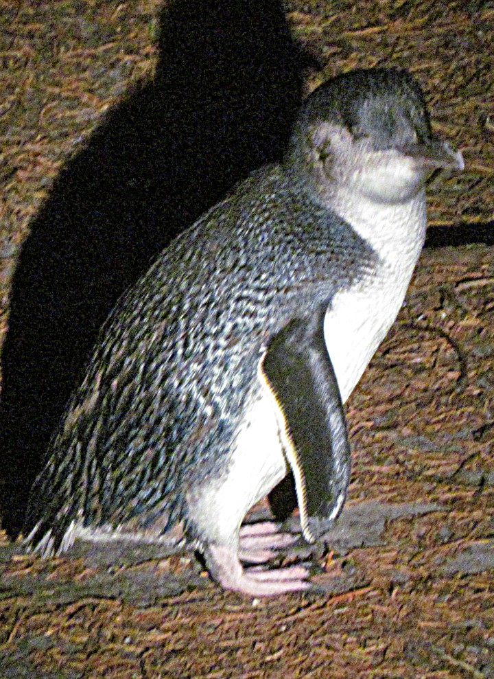 Малый пингвин - ML645526032